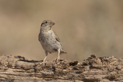 Rock sparrow - Petronia petronia