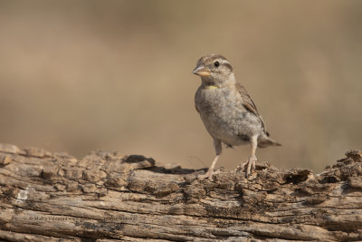 Rock sparrow - Petronia petronia