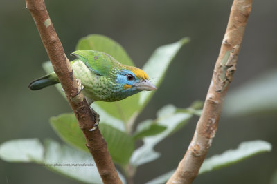 Yellow-fronted barbet - Psilopogon flavifrons