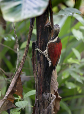 Lesser Sri Lanka Flameback - Dinopium psarodes