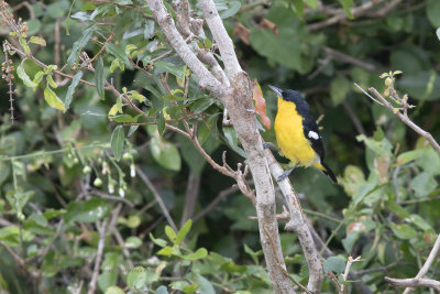 Common Iora - Aegithina tiphia