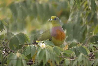 Orange-breasted Green Pigeon - Treron bicincta