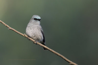 Dull-blue Flycatcher - Eumyas sordidus