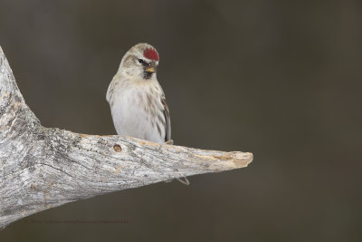 Arctic redpoll - Carduelis hornimanni