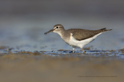 Common sandpiper - Acitis hypoleucos