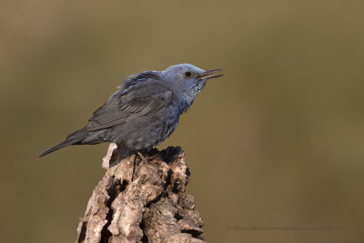 Blue Rock-thrush - Monticola solitarius