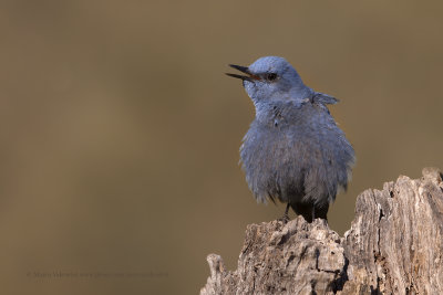 Blue Rock-thrush - Monticola solitarius