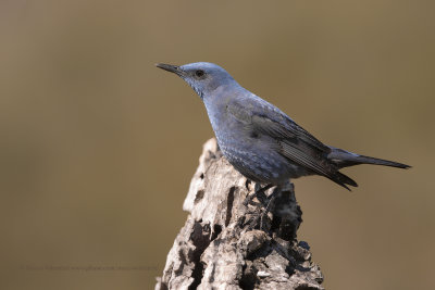 Blue Rock-thrush - Monticola solitarius