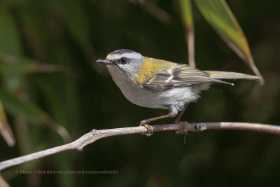 Firecrest - Regulus ignicapilla