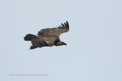 Griffon vulture - Gyps fulvus