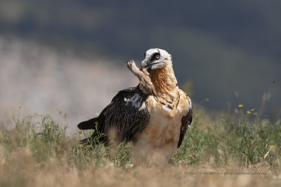 Lammergeier - Gypaetus barbatus