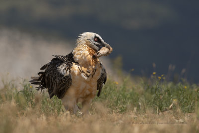 Lammergeier - Gypaetus barbatus