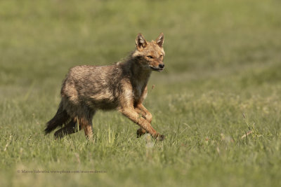 Golden Jackal - Canis aureus