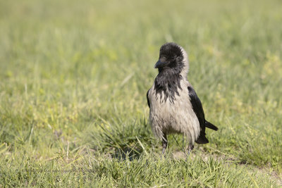 Hooded Crow - Corvus cornix