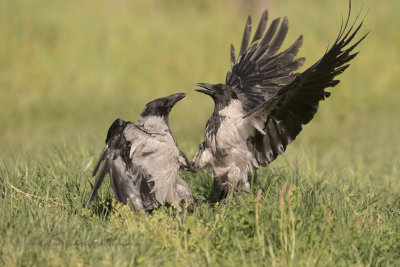 Hooded Crow - Corvus cornix