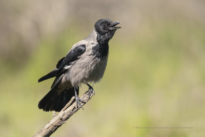 Hooded Crow - Corvus cornix