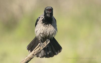 Hooded Crow - Corvus cornix