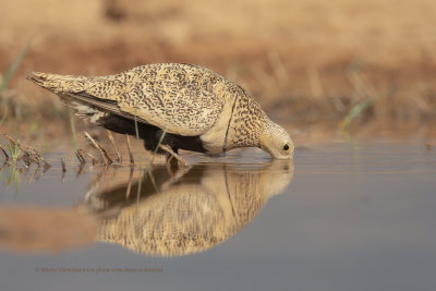 Black-bellied Sandgrouse - Pterocles orientalis