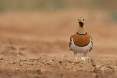 Pin-tailed Sandgrouse - Pterocles alchata