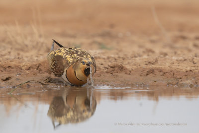 Pin-tailed Sandgrouse - Pterocles alchata