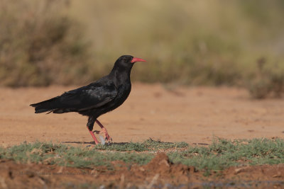 Red-billed Cough - Pyrrhocorax pyrrhocorax