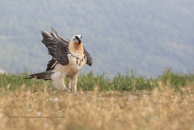 Lammergeier - Gypaetus barbatus