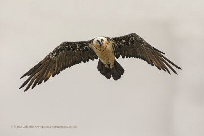 Lammergeier - Gypaetus barbatus