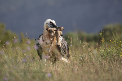 Lammergeier - Gypaetus barbatus