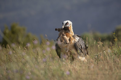 Lammergeier - Gypaetus barbatus