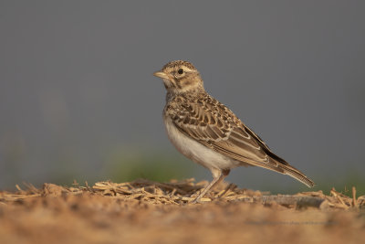 Greater Short-toed Lark - Calandrella brachydactyla