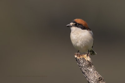 Woodchat shrike - Lanius senator