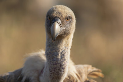 Griffon vulture - Gyps fulvus