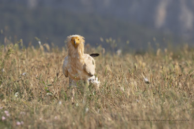Egyptian vulture - Neophron percnopterus
