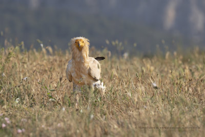 Egyptian vulture - Neophron percnopterus