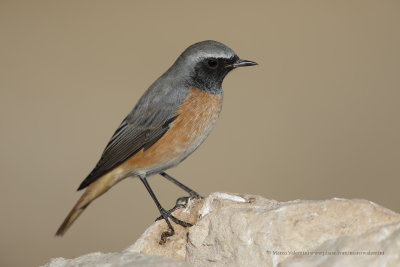 Common redstart - Phoenicurus phoenicurus