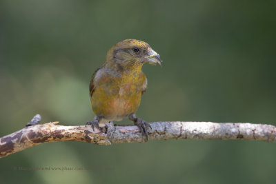 Crossbill - Loxia curvirostra