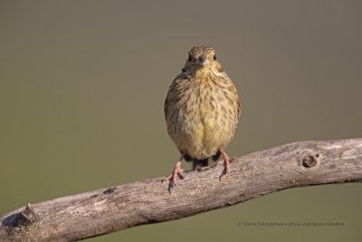 Cirl bunting - Emberiza cirlus