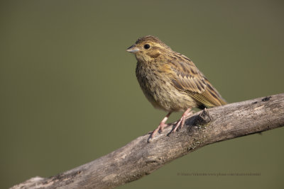 Cirl bunting - Emberiza cirlus