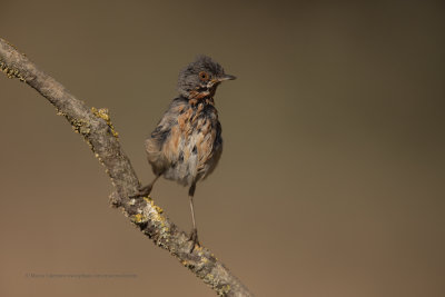 Western Subalpine Warbler - Sylvia inornata