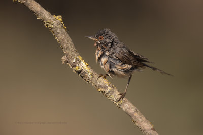 Western Subalpine Warbler - Sylvia inornata