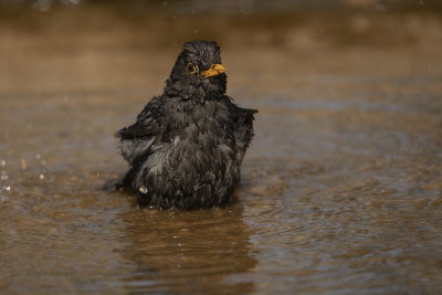 Blackbird - Turdus merula