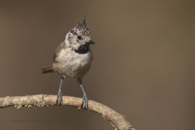 Crested tit - Parus cristatus