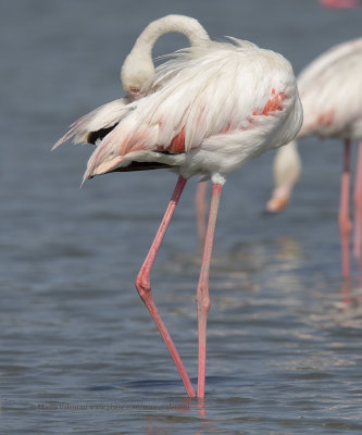 Greater Flamingo - Phoenicopterus roseus