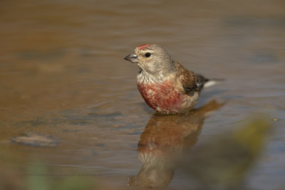 Linnet - Carduelis cannabina