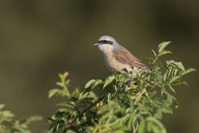 Red-backed Shrike - Lanius collurio