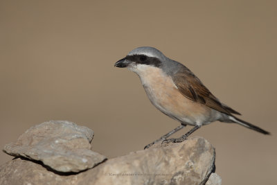 Red-backed Shrike - Lanius collurio