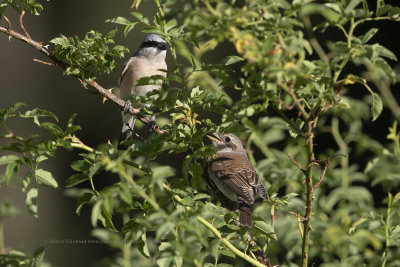 Red-backed Shrike - Lanius collurio