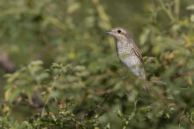 Red-backed Shrike - Lanius collurio