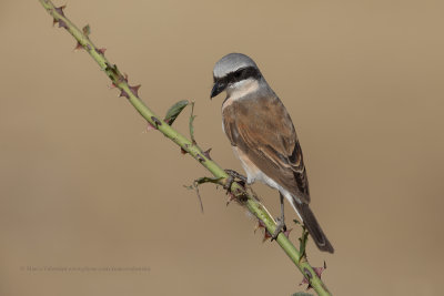 Red-backed Shrike - Lanius collurio