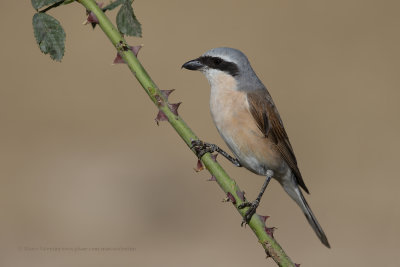 Red-backed Shrike - Lanius collurio